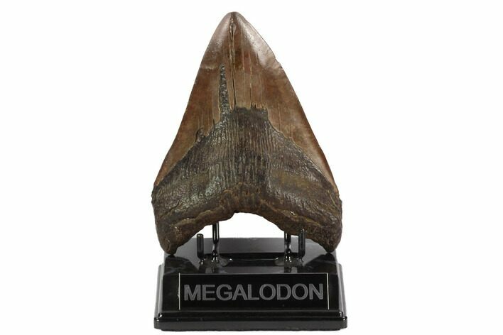 Brown, Fossil Megalodon Tooth - South Carolina #122239